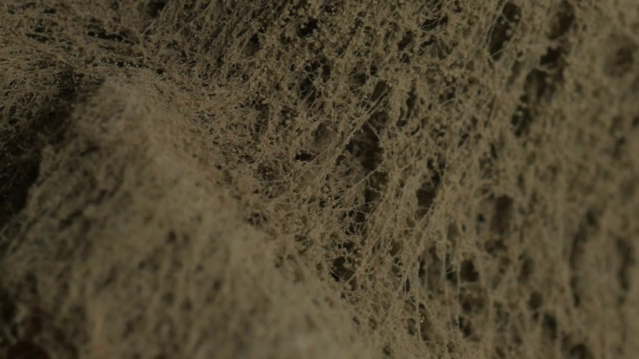 moho en el pan, primer plano, macro extremo, giratorio