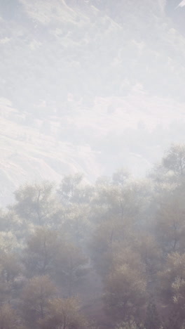 misty forest landscape