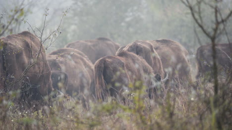 Europäische-Bison-Bonasus-Herde-Weidet-In-Einem-Nebelbedeckten-Feld,-Tschechien