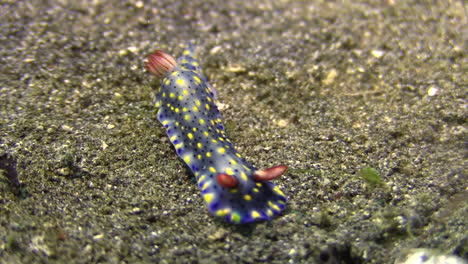 Blaue-Nacktschnecke-Hypselodoris-Kanga-Bewegt-Sich-Auf-Sandboden-Vorwärts,-Halbnahaufnahme