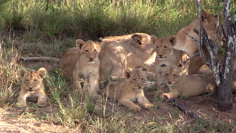 lionesses and their cubs in the wild while the curious cubs look at the camera