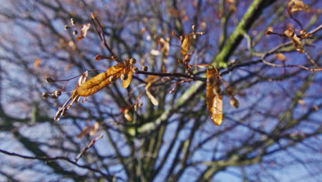 the last yellow leaves hanging on a branch on the last days of autumn