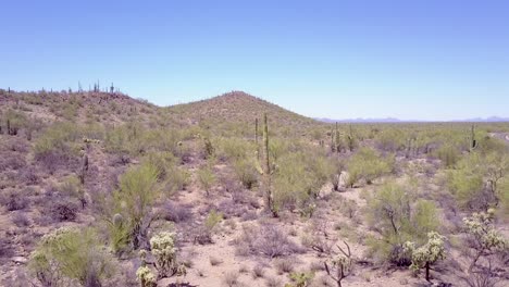 vue aérienne sur cactus dans le parc national de saguaro près de tucson arizona 2