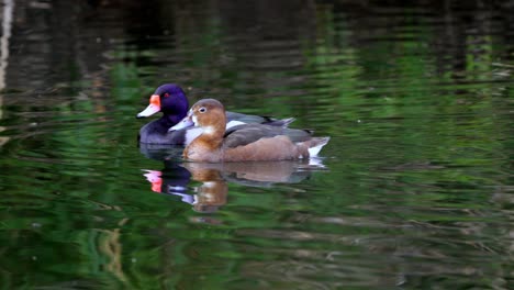 a pair of rosy-billed pochard swimming together on the water