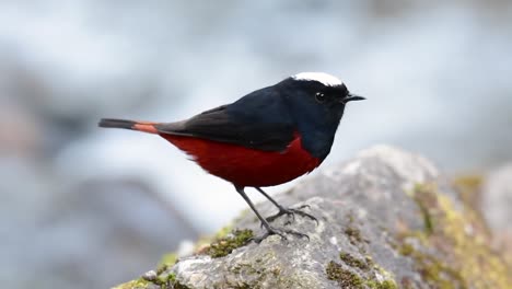 el colirrojo de cabeza blanca es conocido por su hermosa corona blanca, alas de color azul oscuro negruzco y marrón debajo de las plumas y su cola comienza con rojo