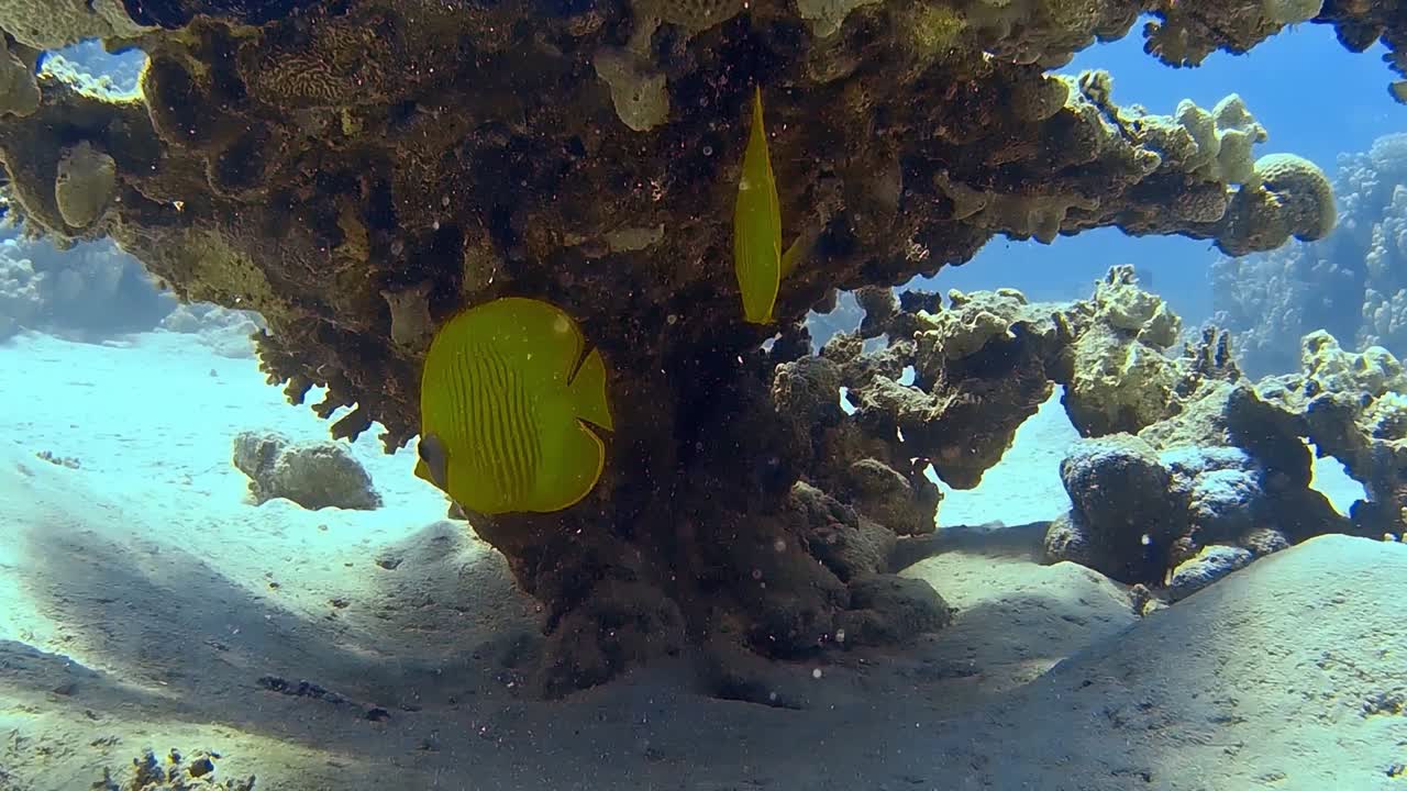 많은 물고기가 있는 다채로운 암초에서 다이빙하는 동안 수중 촬영을 합니다.