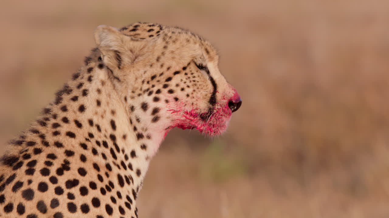 Close up shot of a one eyed cheetah's head surveying the savanna