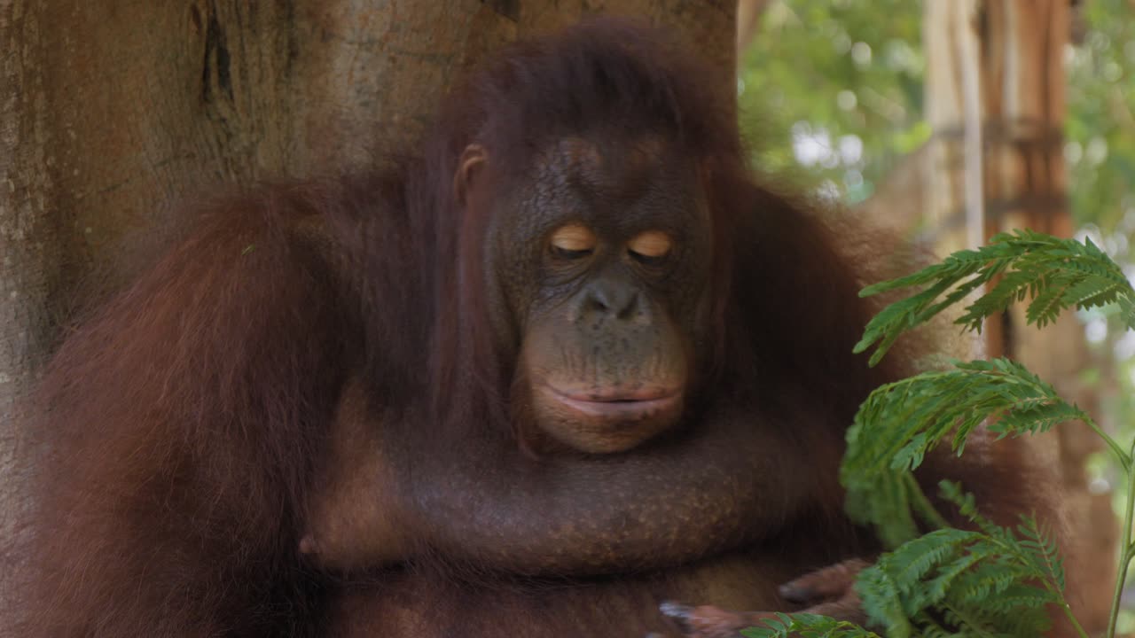retrato de un orangután comiendo. primer plano