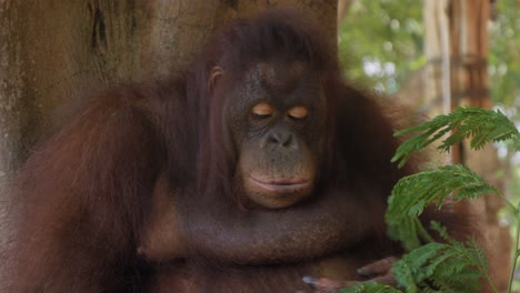 portrait of orangutan eating. close-up