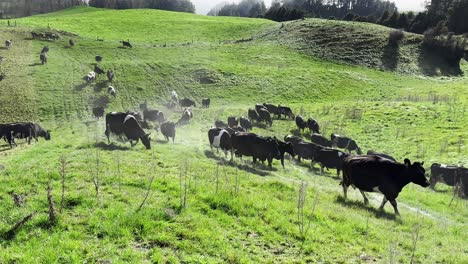 herd of cows walking on a green meadow. grazing on grassy hills on a sunny day
