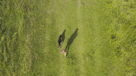 aerial drone shot of woman walking dog through field in english summer countryside uk