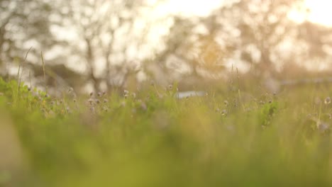 Daisies-growing-in-garden-among-grass