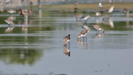 Uno-Con-Una-Etiqueta-En-El-Medio-Ocupado-Alimentándose-Mientras-Que-Otros-Pájaros-En-El-Fondo-También-Están-Ocupados,-Un-Pájaro-Corriendo-De-Derecha-A-Izquierda,-Calidris-Ruficollis-De-Cuello-Rojo,-Tailandia