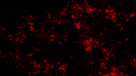 animación de una vena reluciente de oro rojo sobre fondo negro