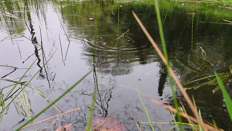 Regentropfen-In-Zeitlupe-Fallen-Auf-Einen-Teich-Mit-Seerosen-Und-Schilf