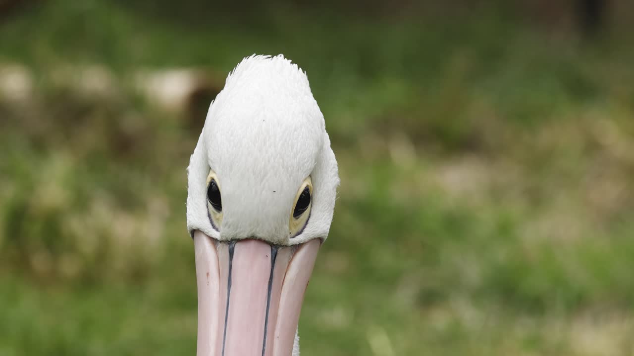 펠리칸 의 얼굴 의 순차적 인 근접 사진