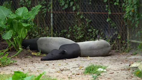 two malayan tapir  removing ticks from its fur