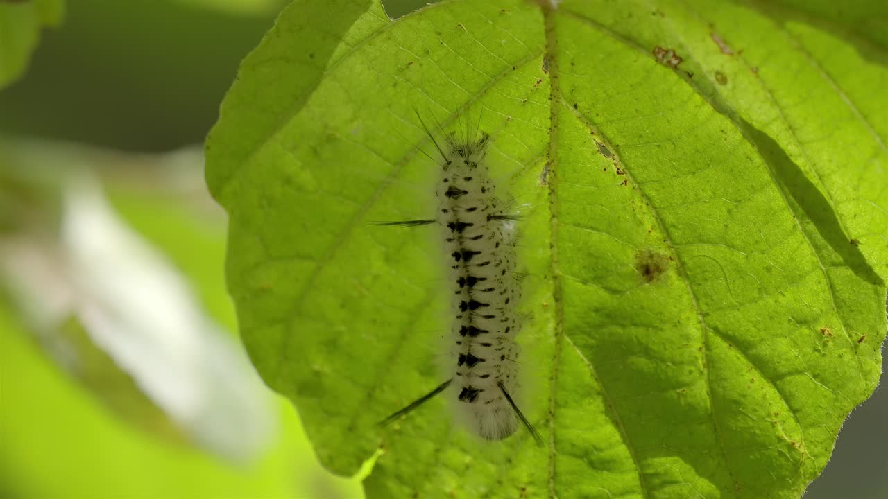Close-up of a fuzzy Hickory Tussock Moth larva crawling on a backlit leaf