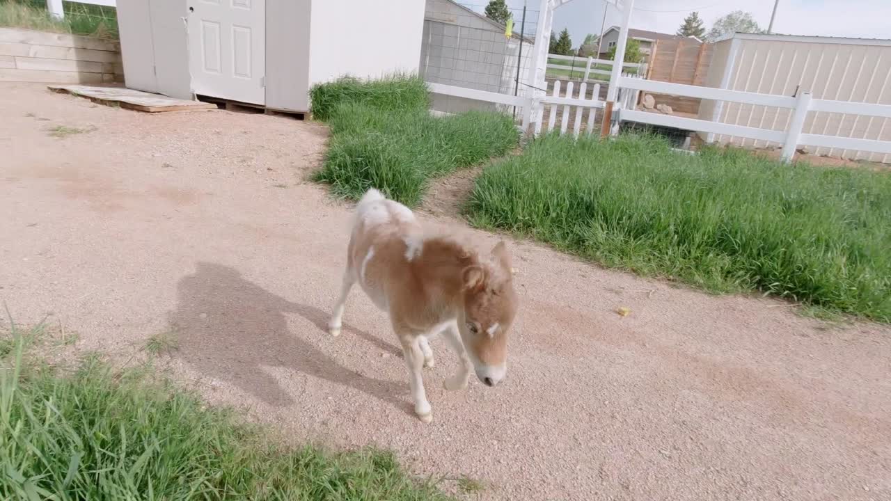 잔디 목초지에서 놀고 달리는 소형 말