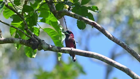 Banded-Broadbill,-Eurylaimus-javanicus,-Khao-Yai-National-Park,-Thailand