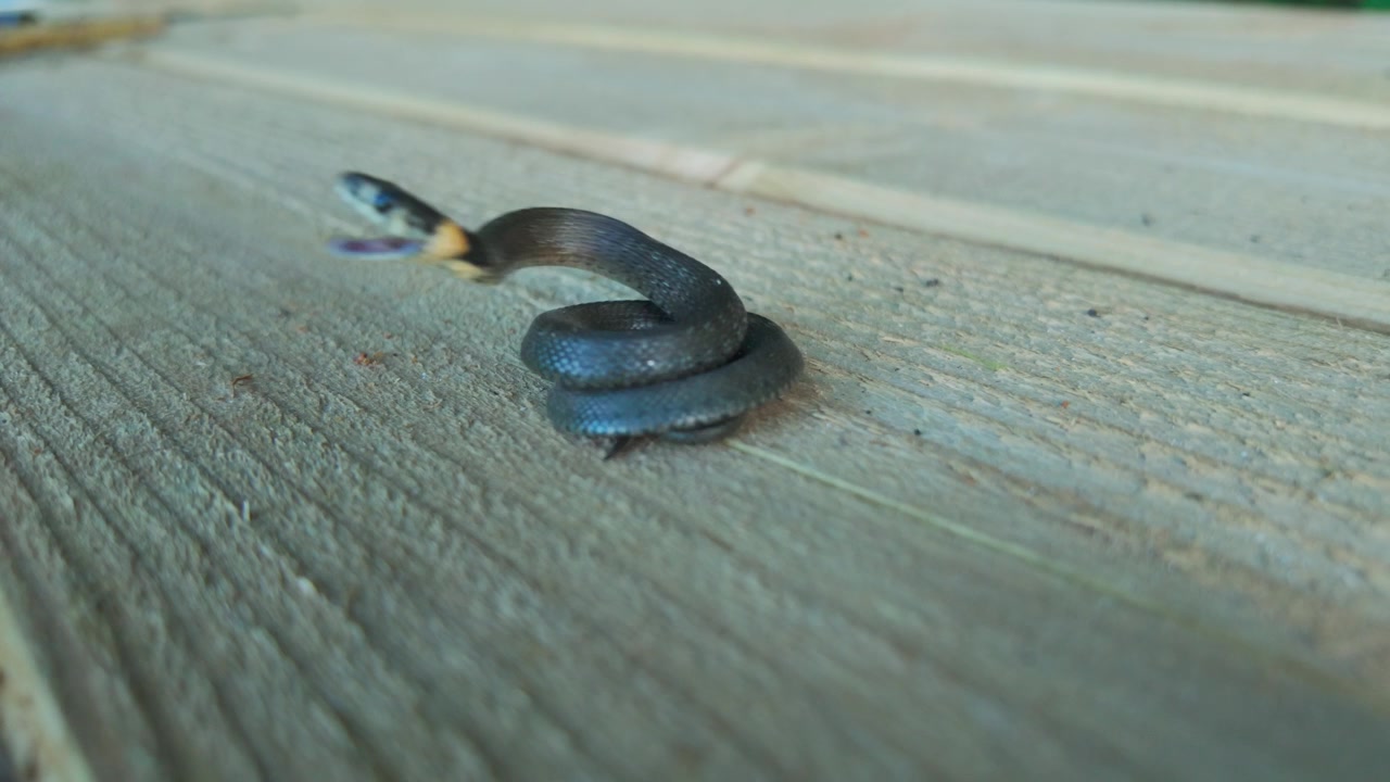 Kleine Ringelnatter ringelt sich auf Holzterrasse, atmend, sich bewegend, versuchend zu beißen