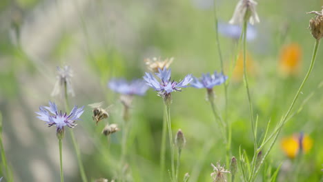 Zeitlupenaufnahme-Mit-200-Bildern-Pro-Sekunde-Von-Zwei-Bienen,-Die-Zwischen-Einigen-Violetten,-Wild-Wachsenden-Blumen-Fliegen