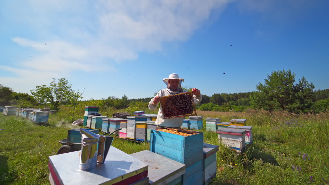 Honey cell with bees in a sunny day. Apiculture. Apiary. Man working in apiary. Protective clothes. Apiculture. Beekeeping concept. Video of working apiarist.