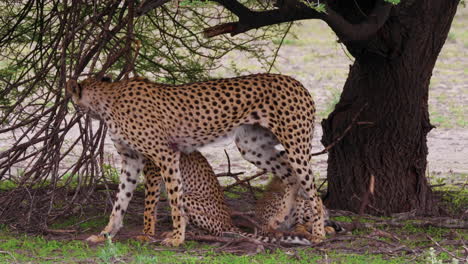 hermosa hembra de guepardo con cachorros molestados por la rama en el suelo