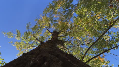 mirando hacia arriba la corona del árbol y las ramas vistas desde el tronco