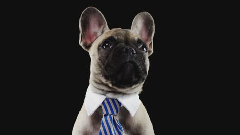 studio portrait of french bulldog puppy wearing collar and tie against black background