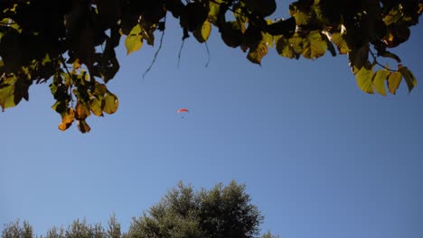 small red paraglider soars high against a bright blue sky framed by tree leaves