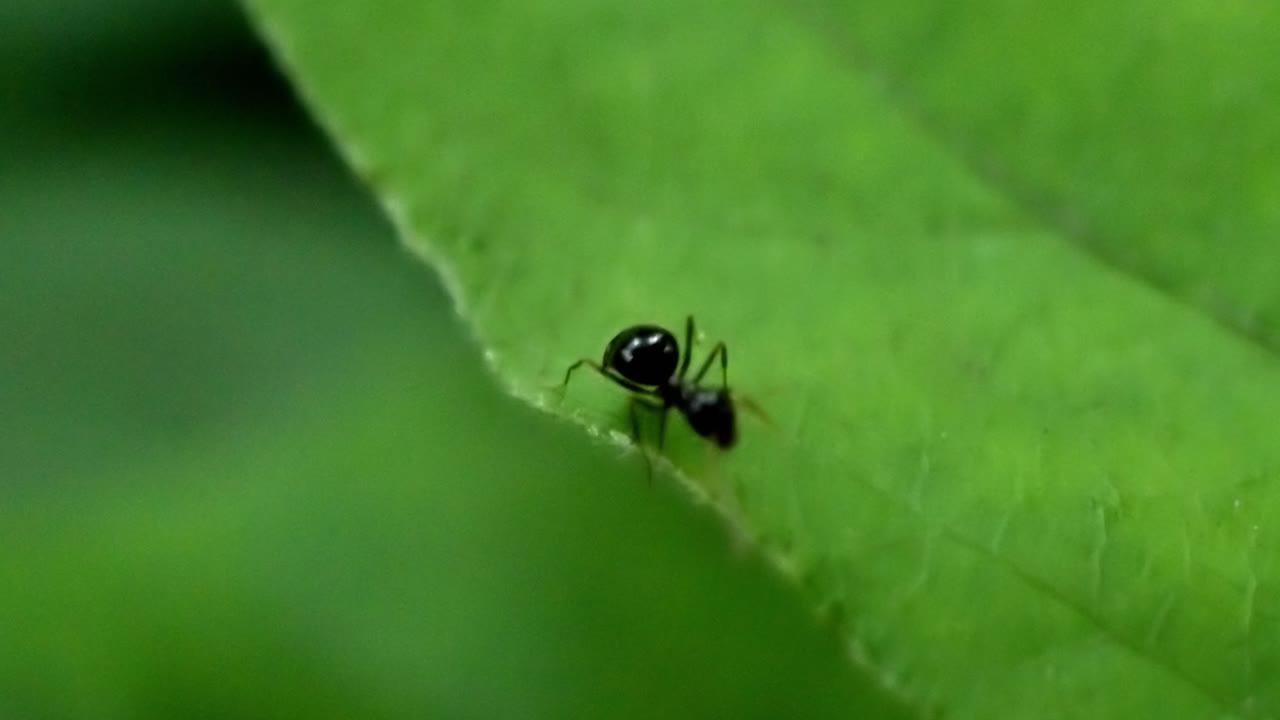 Tiny Black Ant Exploring Vibrant Green Leaf in Nature's Detail