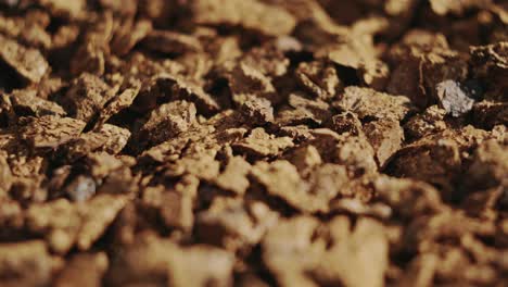 pieces of chaga mushrooms lit by sunshine, close up view