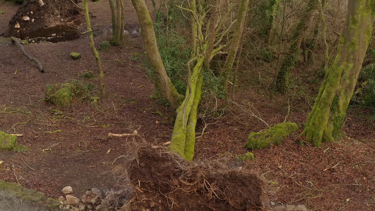 Severe storm damage with trees toppled and branches scattered on forest ground, aerial ascend from path,Barna Woods, Galway Ireland
