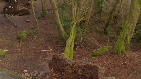 severe storm damage with trees toppled and branches scattered on forest ground, aerial ascend from path,barna woods, galway ireland