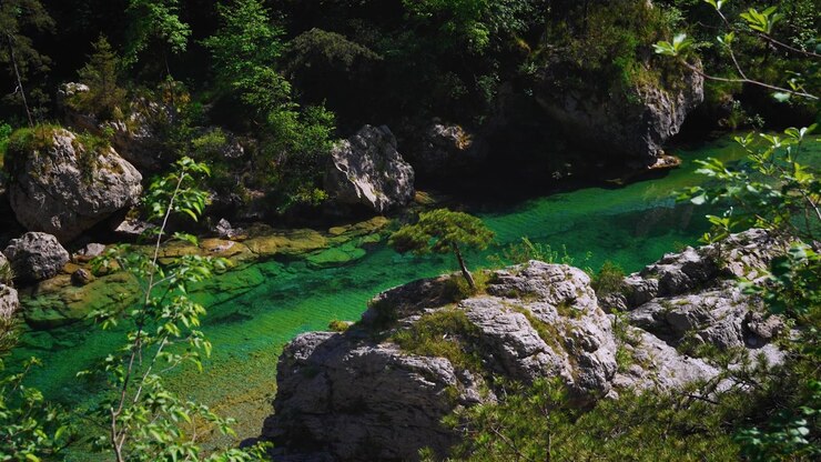 Fiume del canyon Pozze Smeraldine con un piccolo pino e l'acqua limpida del ruscello di montagna. Paesaggio pacifico