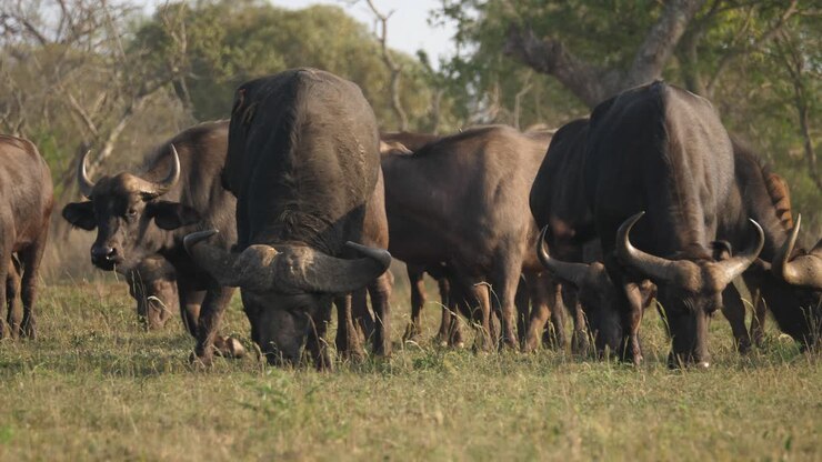 Una mandria di bufali del Capo che pascola nella savana, vista frontale