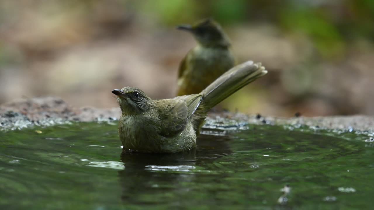 bulbul de orejas rayadas, pycnonotus conradi, bañándose y bebiendo agua en un bebedero para pájaros mientras otro pájaro espera su turno para bañarse y luego se une a la diversión
