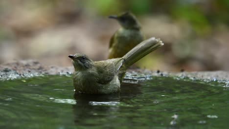 Streaked-Ear-Bulbul,-Pycnonotus-Conradi,-Baden-Und-Trinken-Wasser-In-Einem-Vogelbad,-Während-Ein-Anderer-Vogel-Darauf-Wartet,-Dass-Er-An-Der-Reihe-Ist,-Um-Zu-Baden-Und-Sich-Dann-Dem-Spaß-Anschließt