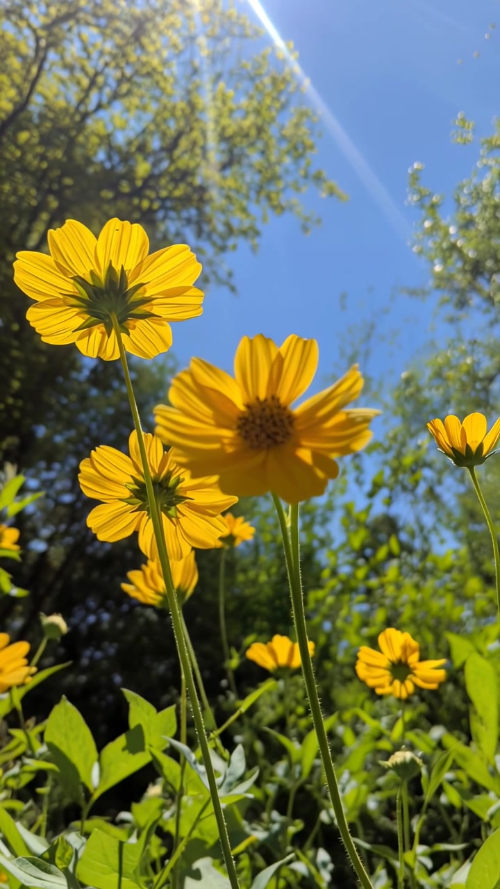 Fiori gialli vivaci illuminati dal sole contro il cielo blu