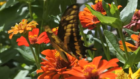 Una-Mariposa-Aterrizando-En-Una-Flor