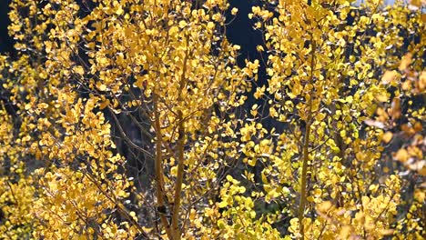 golden aspen leaves being blown by a strong gust of wind in the fall, handheld