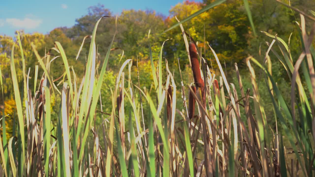Wind Blows tall wetland reed grasses in Colourful Autumn Nature Scene