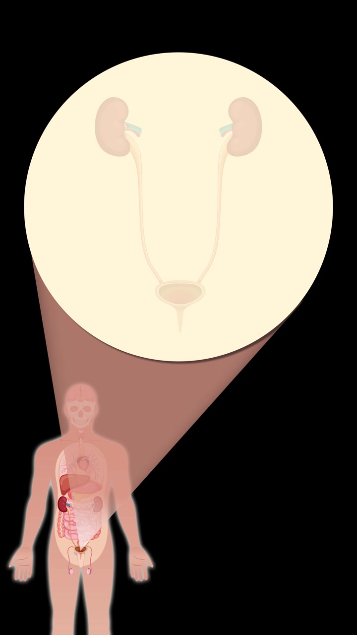 Animation transitions from a full human silhouette to a detailed anatomical view, zooming in to emphasize the kidneys, ureters, bladder, and urethra on a black background