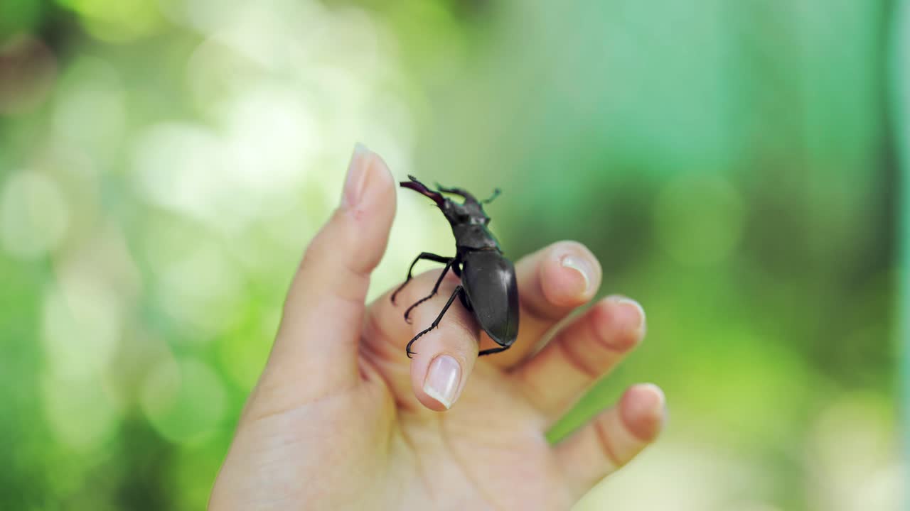 Stag beetle in hand. Lucanus cervus. Fighting beetles