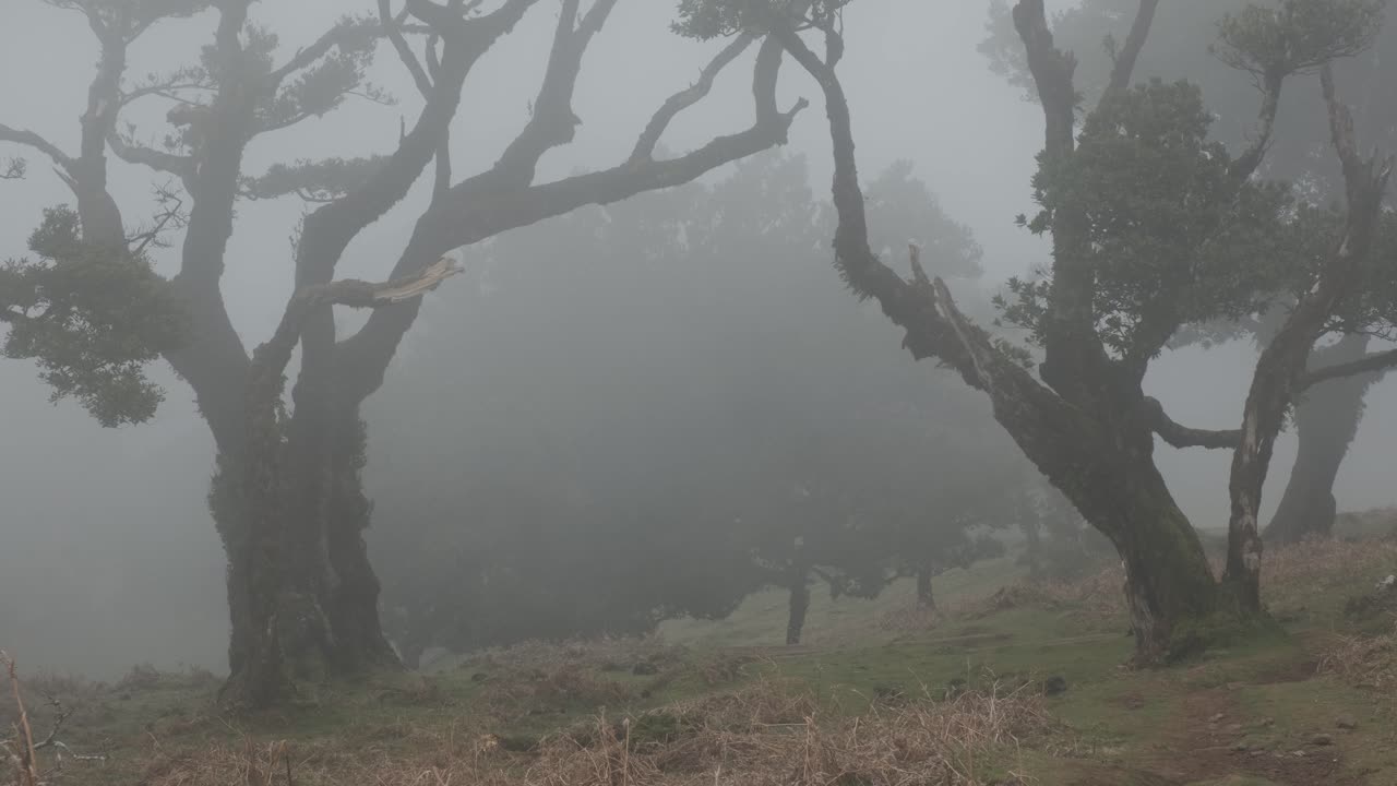 снимок молодой женщины, гуляющей в лесу лауриссилва туманным утром, остров мадейра
