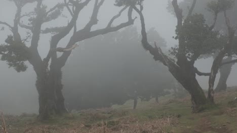 still shot young woman walking in laurissilva forest foggy morning, madeira island