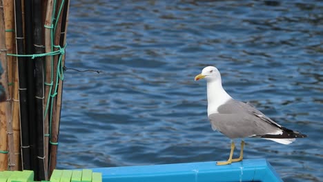 seagull in natural habitat on top of traditional fishing boat drifting movement atlantic ocean, near rural fishing village of caniçal located in madeira island