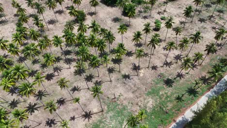 Exotic-palm-plantation-in-Bang-Saphan,-Thailand,-Southeast-Asia