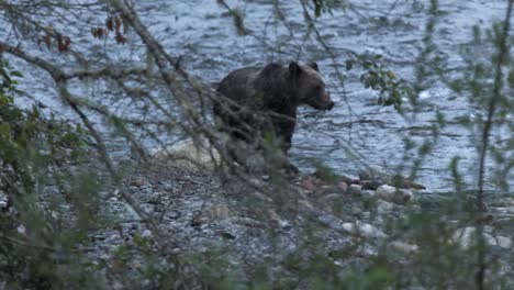 blue hour grizzly bear walks river bank behind screen of tree branches